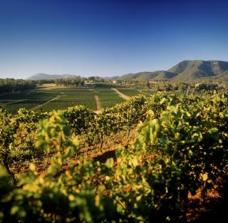Tyrrell&amp;#039;s Hunter Valley Vineyards © Tyrrells
